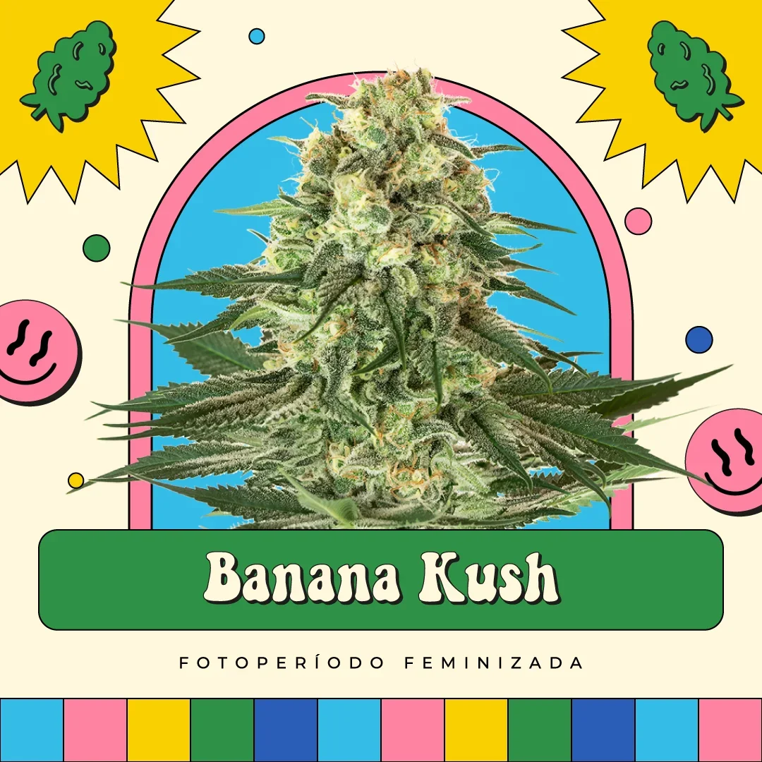 Banana Kush