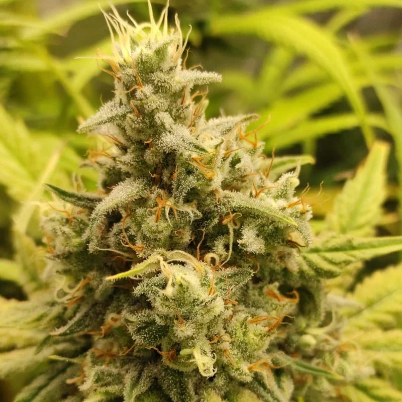 Gorilla Glue