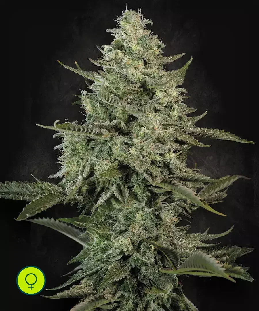 Mendo Creme