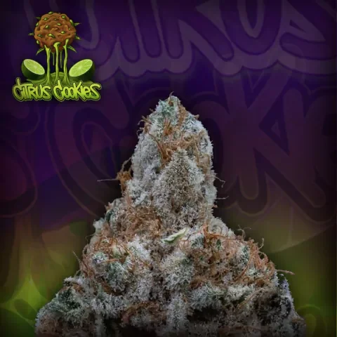 Citrus Cookies 2