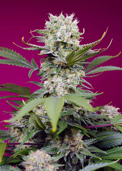 Sweet Mandarine Zkittlez Xl