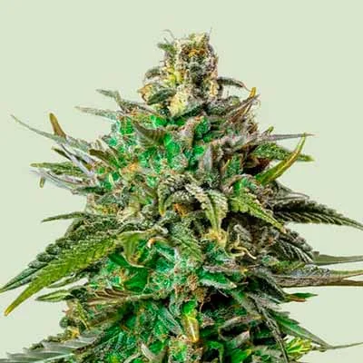Larry Og