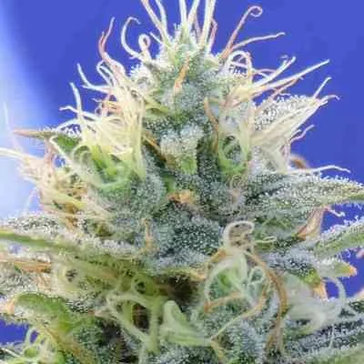 Og Kush