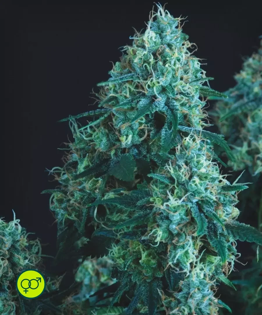 Black Cherry Punch