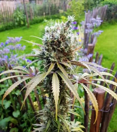 Amg Amnesia Mac Ganja 3