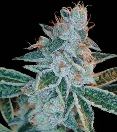 Lemon Og Kush