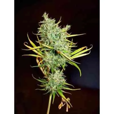 Mango Haze