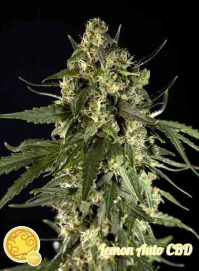 Lemon Cbd