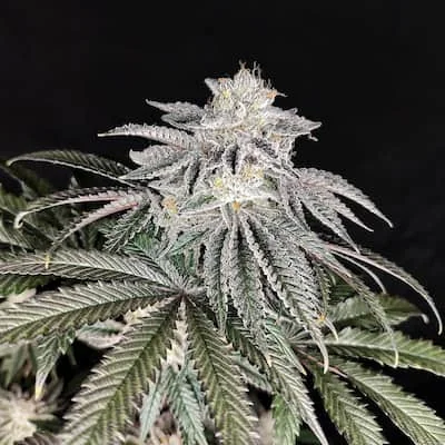 Cherry Melt