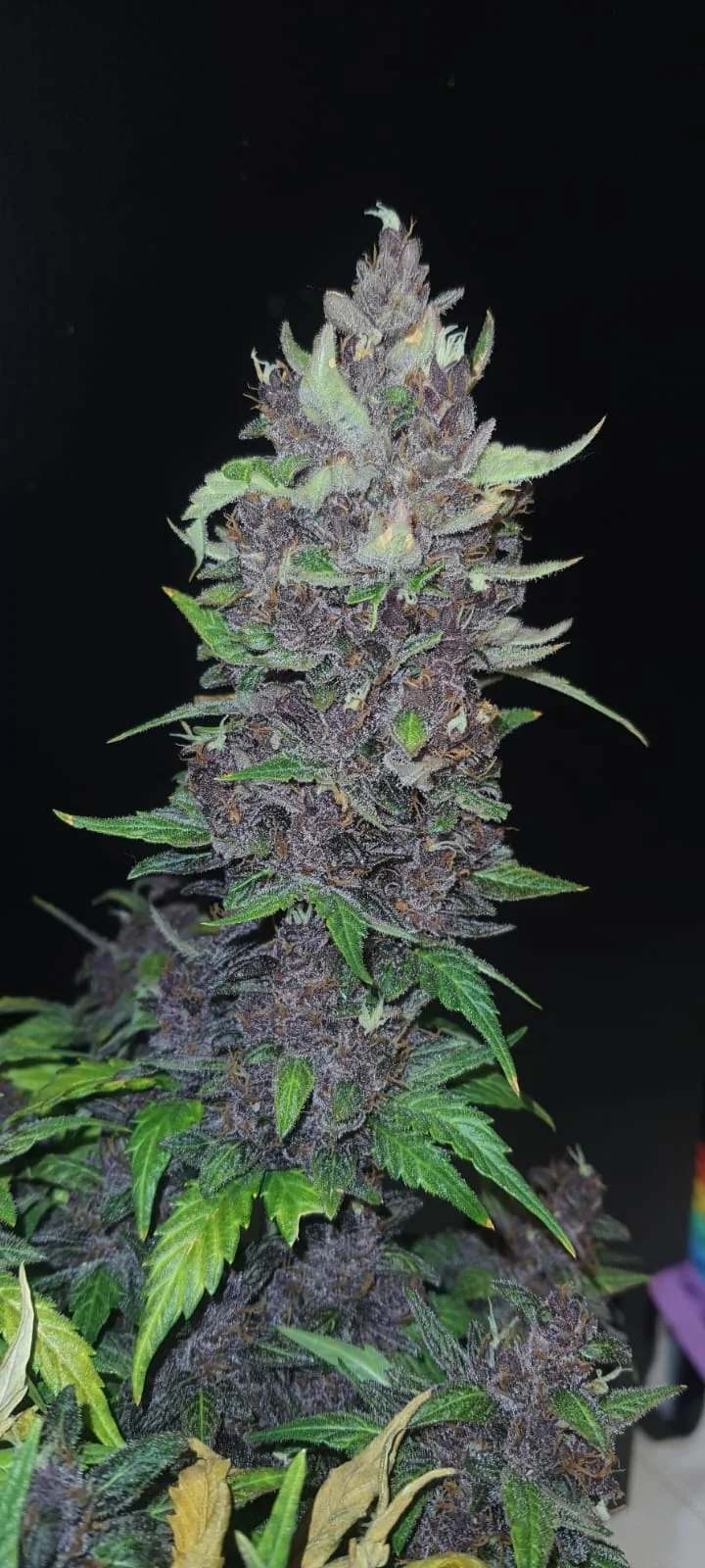 Rood Skunk