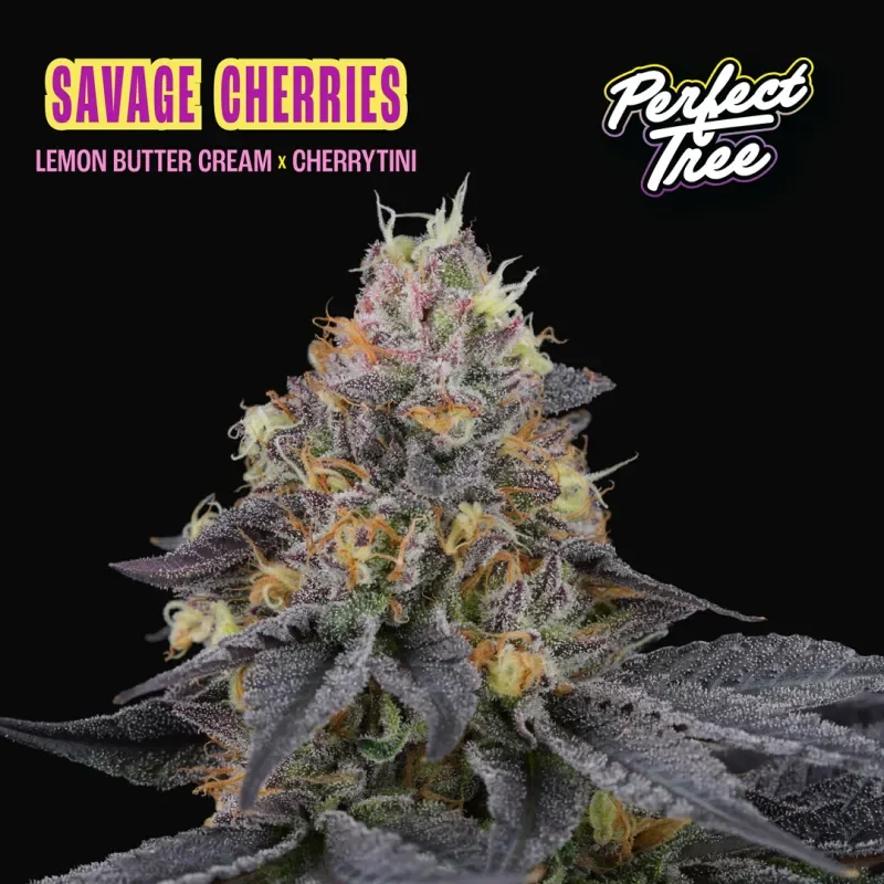 Savage Cherries 3