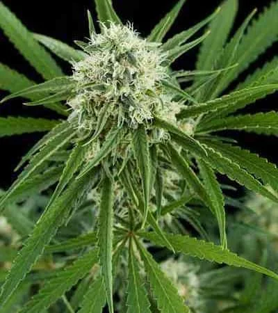 Critical 2 0 3