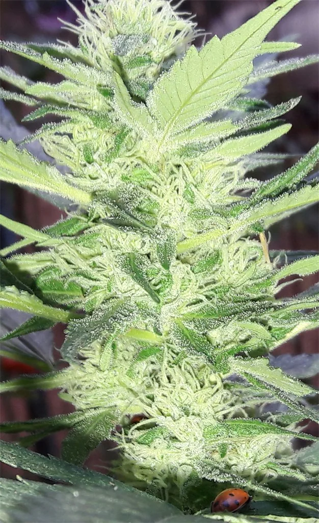 Kryptonite