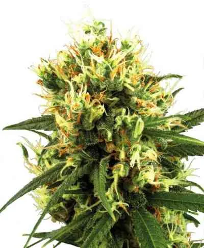 White Haze
