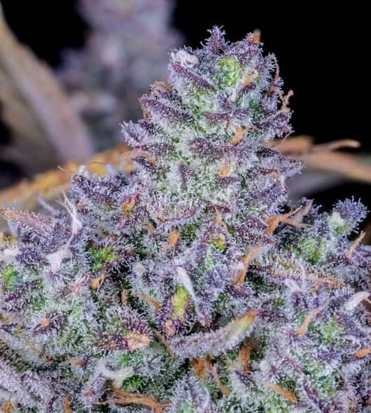 Tropicana Cookies 5