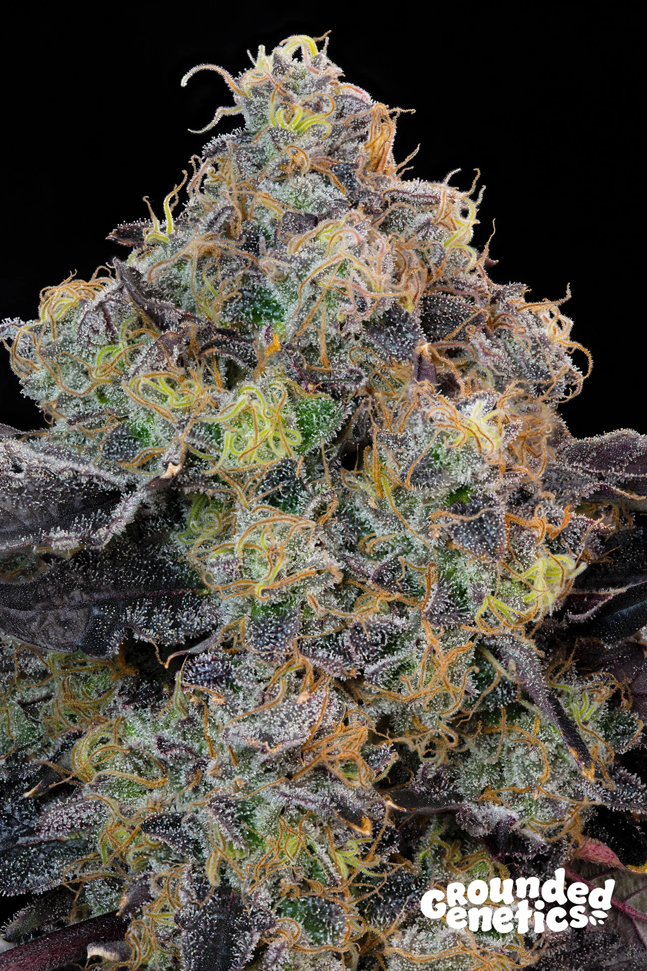 Blueberry Zkunk