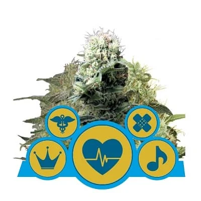 Cbd Mix