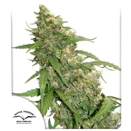 Cbd Compassion Lime
