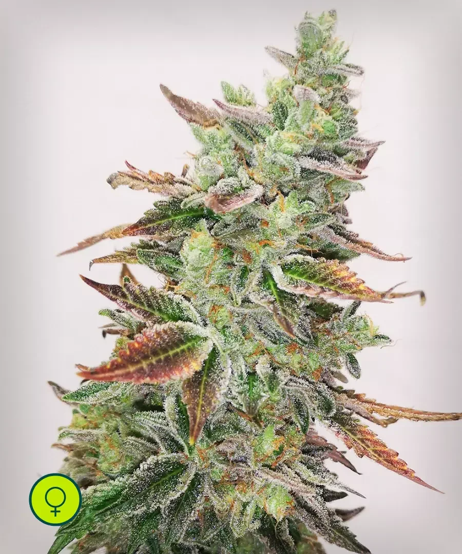 Banana Purple