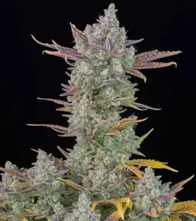 Gorilla Cookies 5