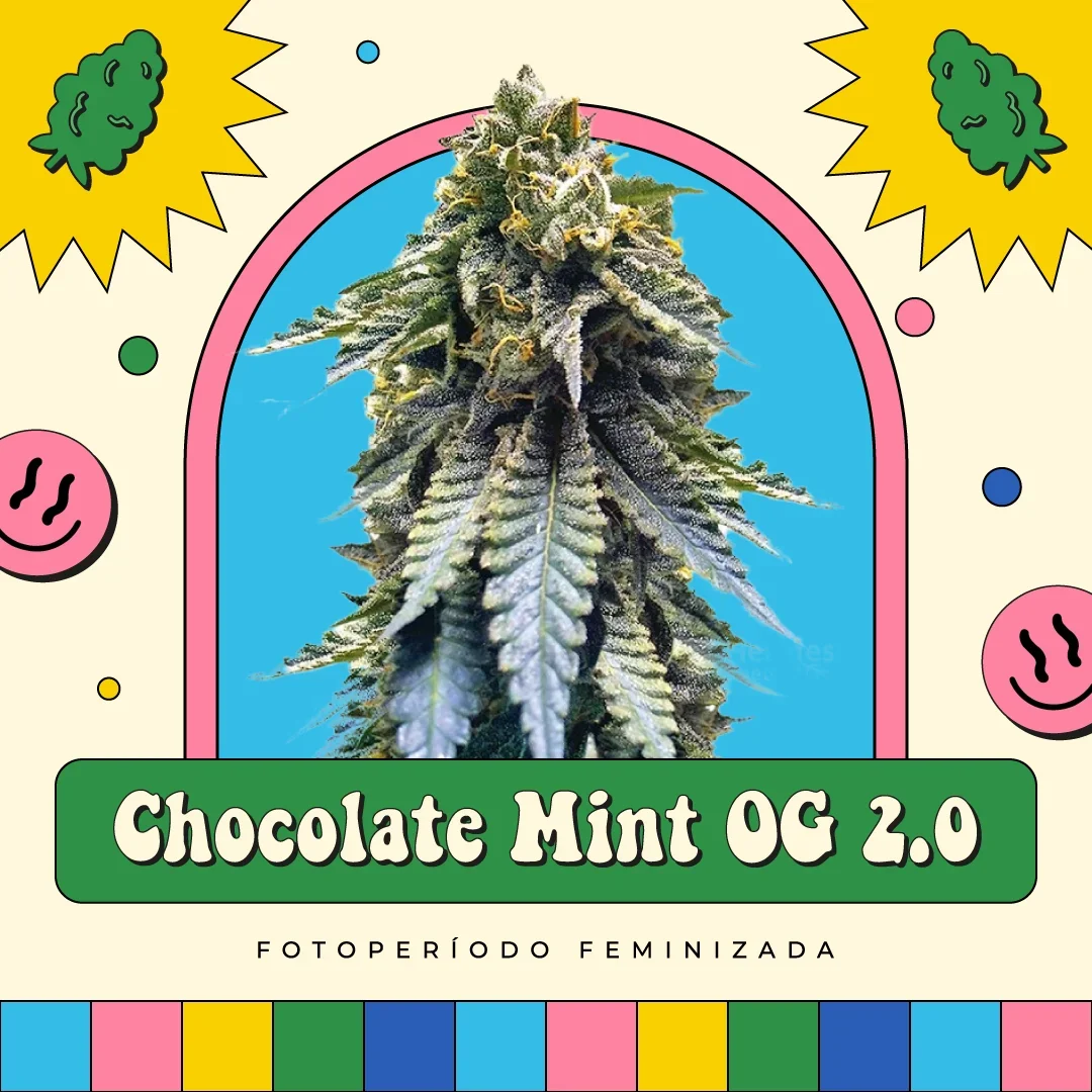 Chocolate Mint Og 2 0