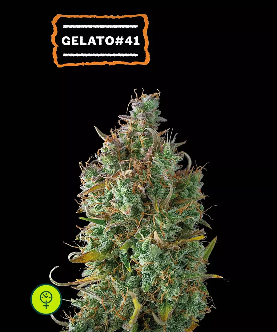 Gelato 41