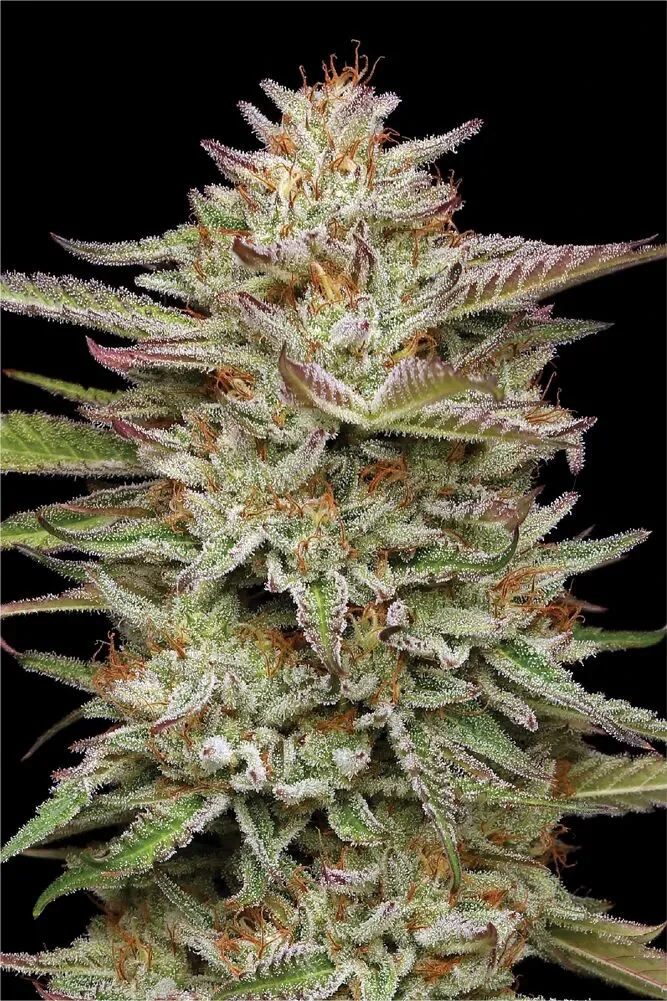 Banana Og