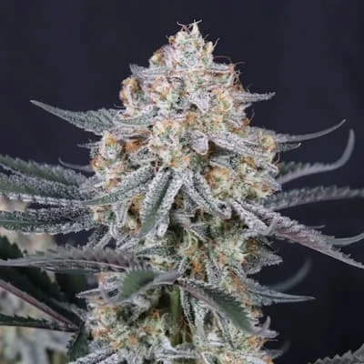 Guava Sundae