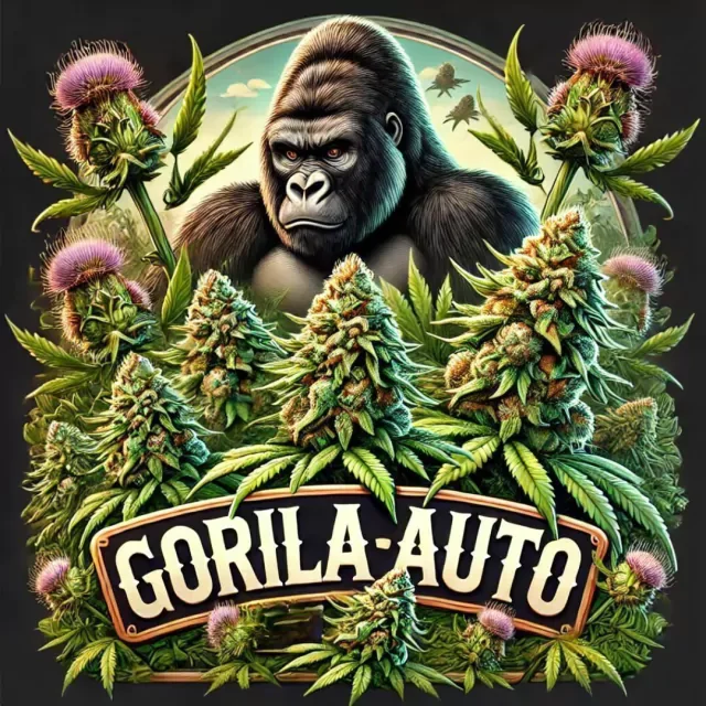Gorilla