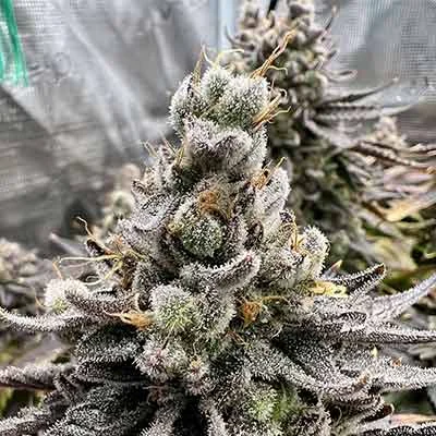 Vanilla Cake Cream