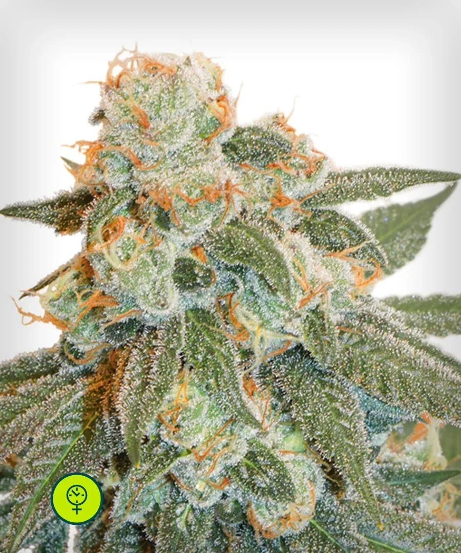 Orange Bud