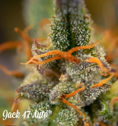 Jack 47 2