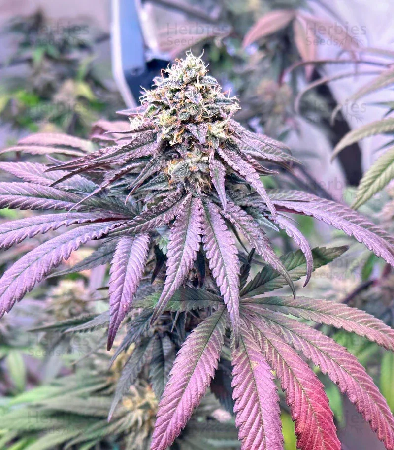Sunset Sherbet