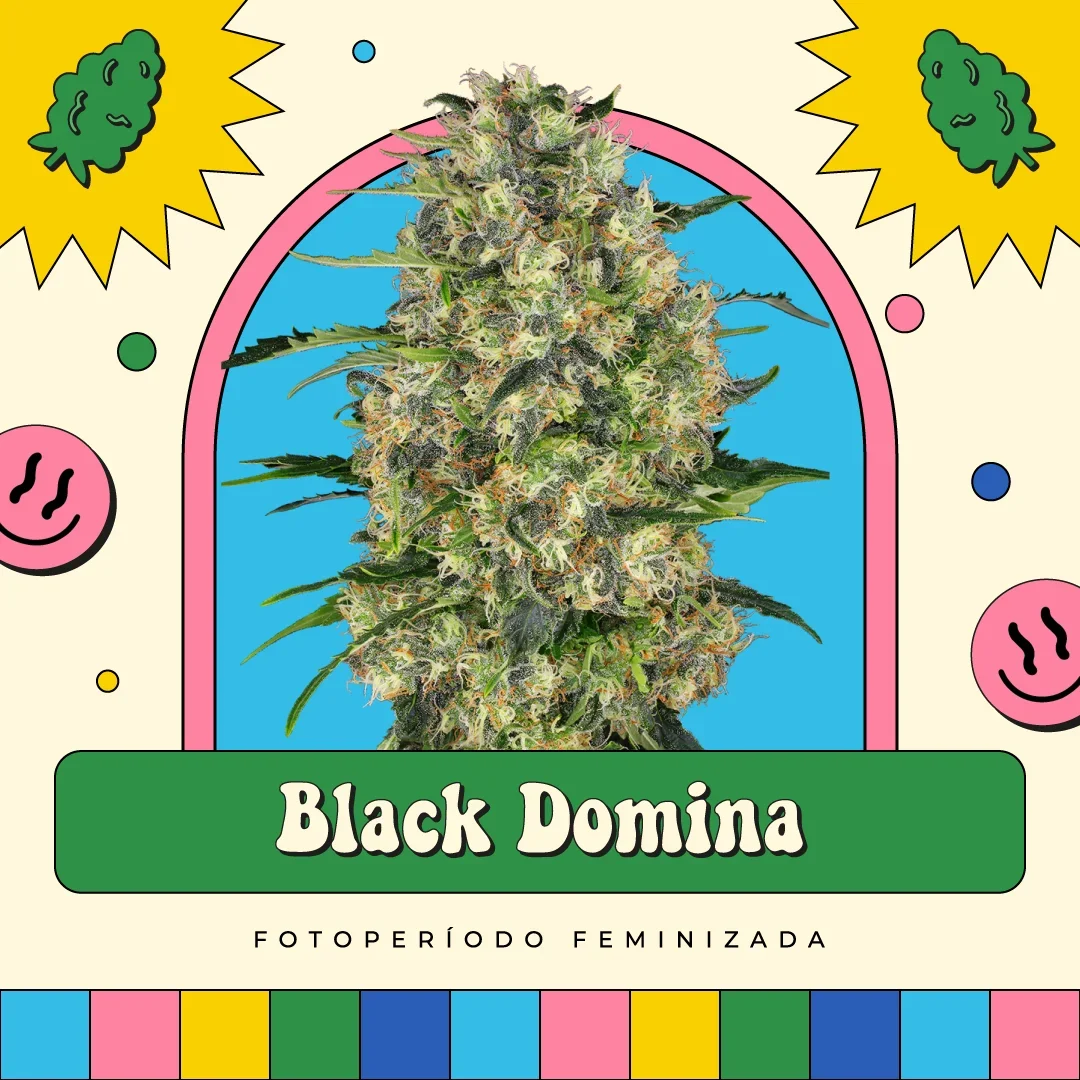 Black Domina