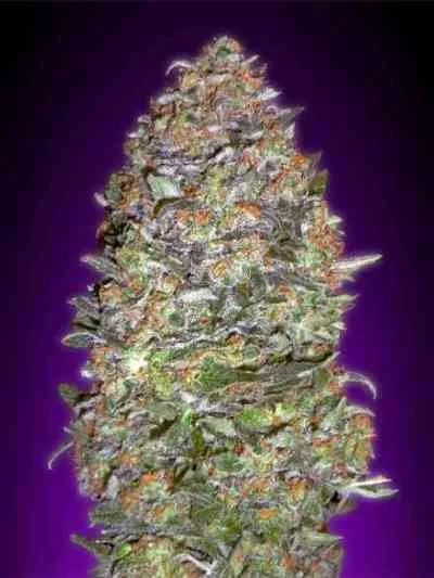 Nyc Diesel