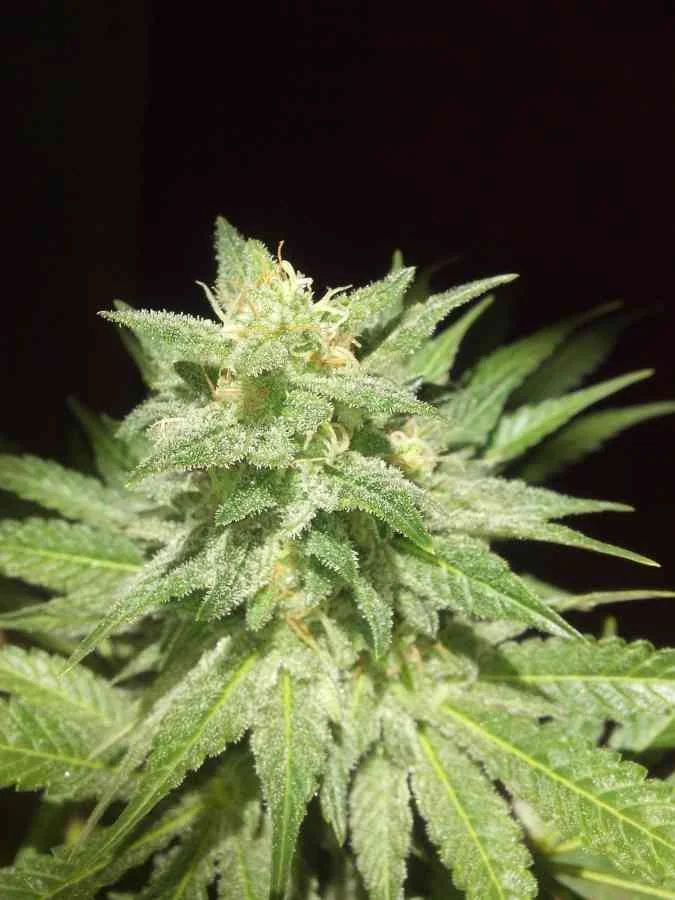 Afghan Kush 2