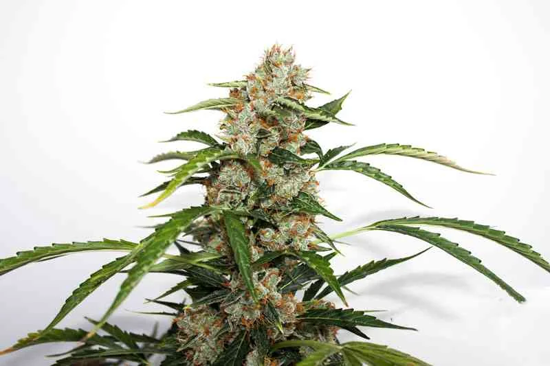 Orange Bud 5