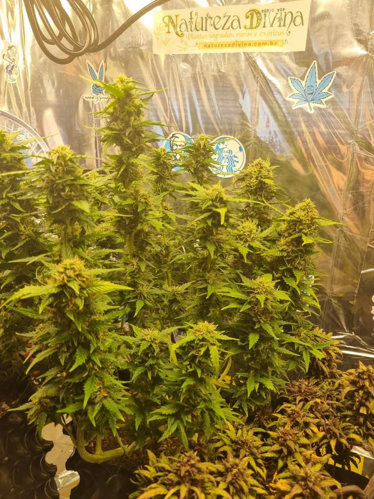 Sour Diesel