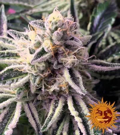 Dos Si Dos 33