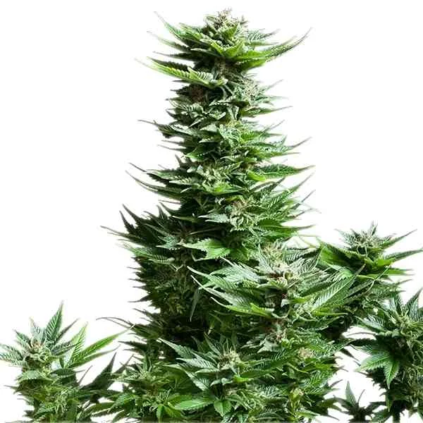 Shining Silver Haze 3