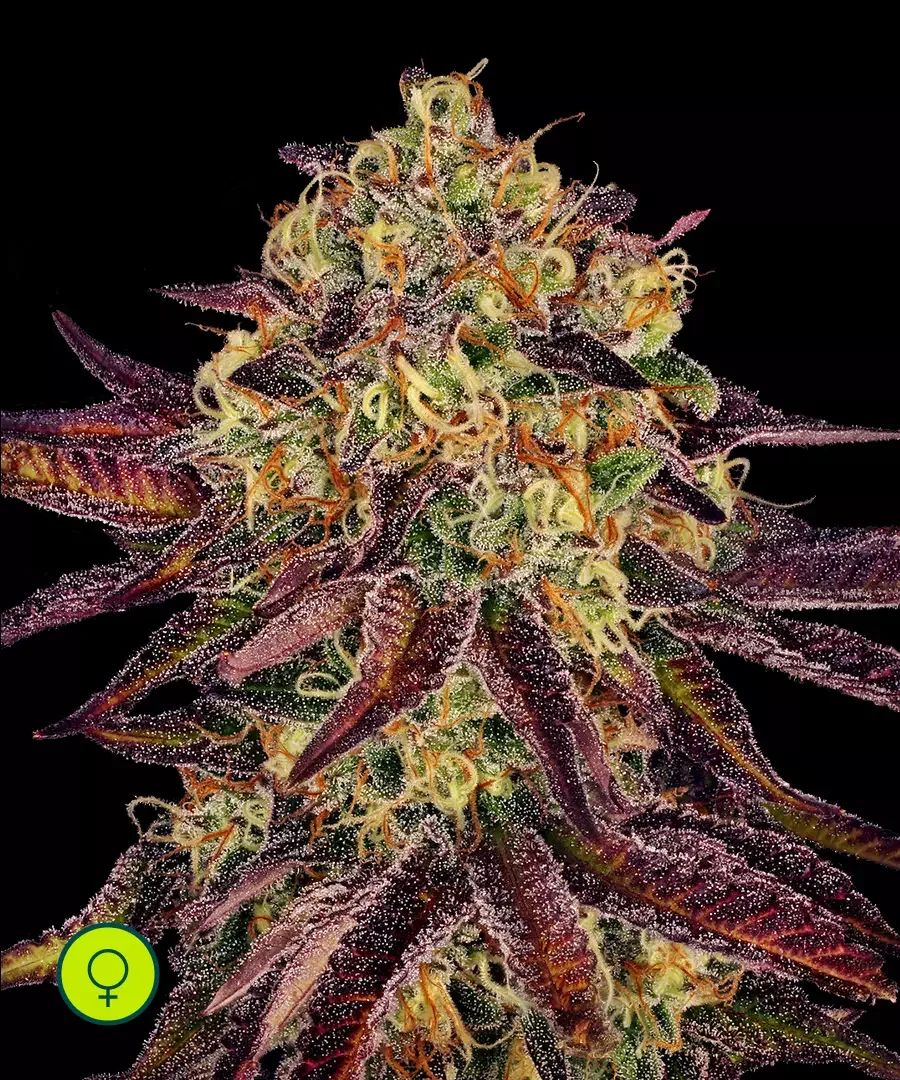 Tangerine Sorbet