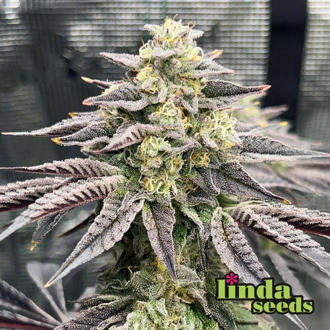 Gelato 33 4