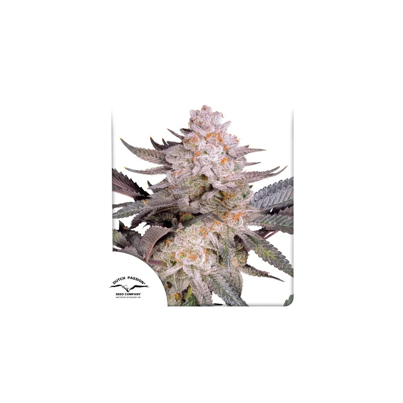 Bud 2