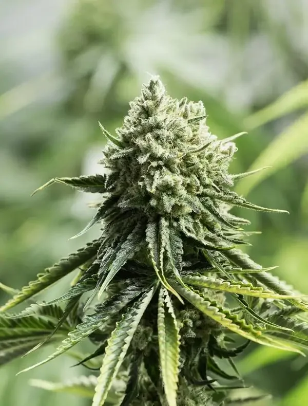 Critical Lemon