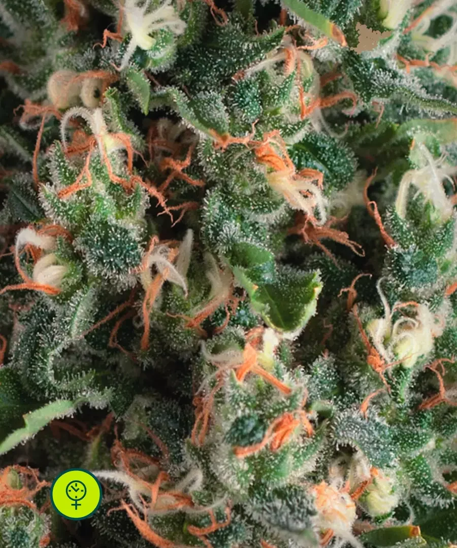 Super Og Kush