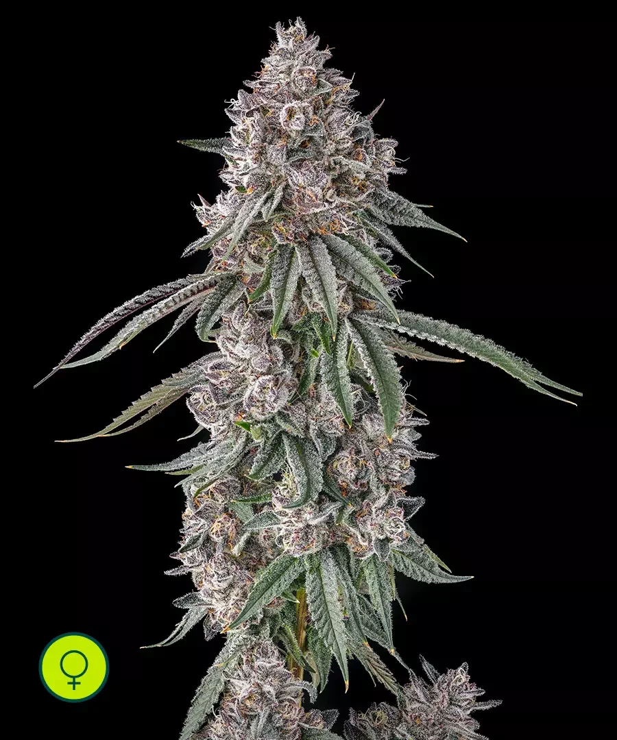 Lemon Chain