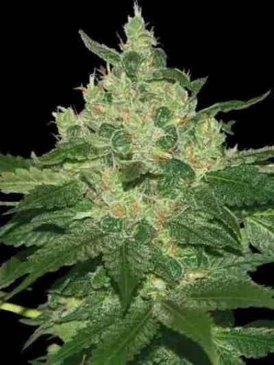 Afghan Kush