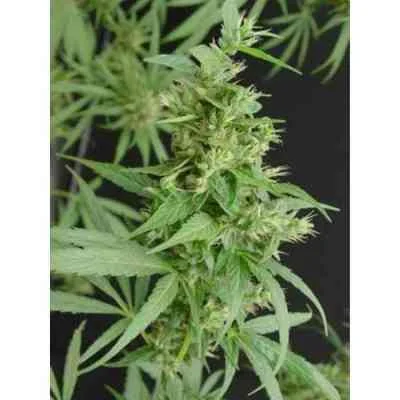 Neville S Haze