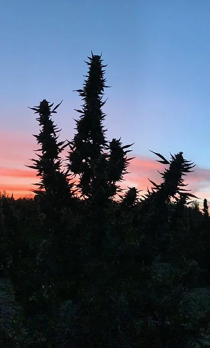 Humboldt Og 4