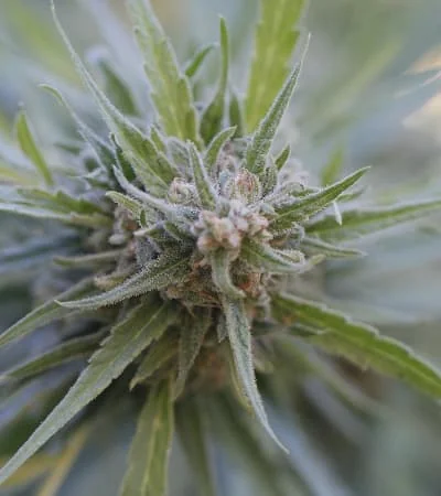 Midnight Kush